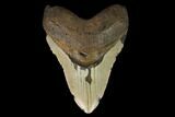 Fossil Megalodon Tooth - North Carolina #124465-1